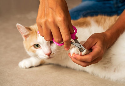 Cropped hand of woman holding cat