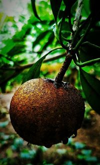 Close-up of fruit growing on tree