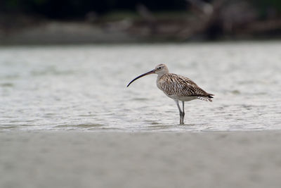 Seagull perching on a beach