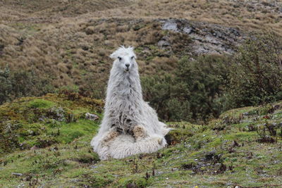 Alpaca resting on grassy field in hill