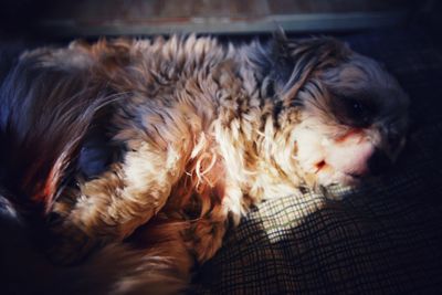 Close-up portrait of dog