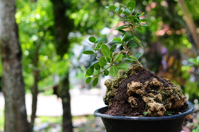 Close-up of small potted plant on tree