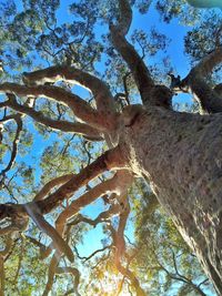 Low angle view of tree in forest