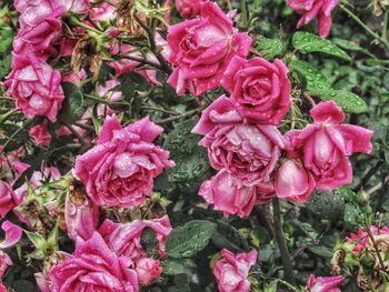 Close-up of pink roses