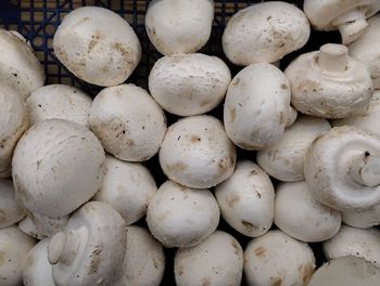 agaricaceae