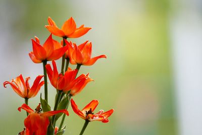 Close-up of red flower