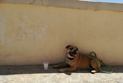 Portrait of dog sitting outdoors