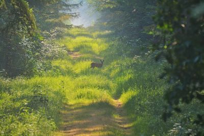 View of a field of a forest