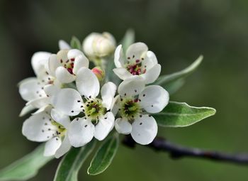 Close-up of white cherry blossoms