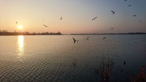 Silhouette birds flying over lake against sky during sunset