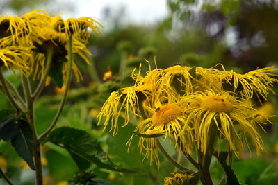 Close-up of yellow flowering plant