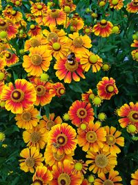 High angle view of yellow flowering plants