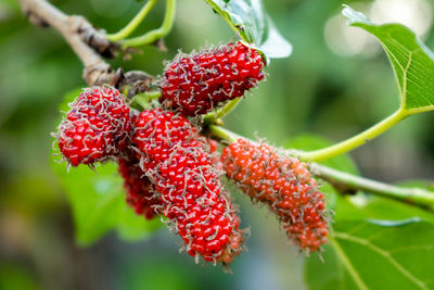 Close-up of strawberry on plant