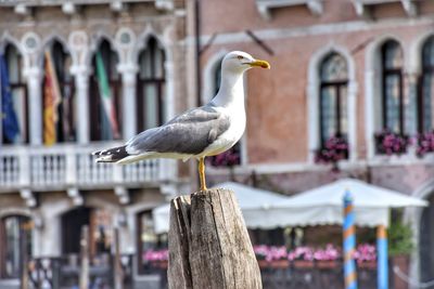 Seagull perching on wooden post against buildings