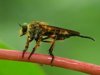 Close-up of insect perching on leaf