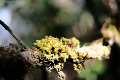 Close-up of yellow flowering plant