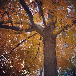 Low angle view of tree