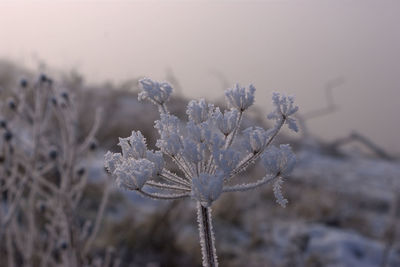 Frost covered dried wild flower.