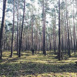 Trees in forest