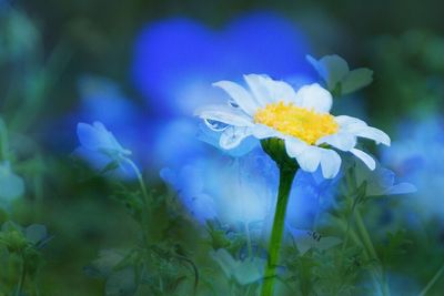 Close-up of purple flowers blooming outdoors