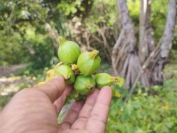 Cropped image of hand holding fruit