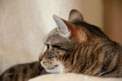 Close-up of cat resting