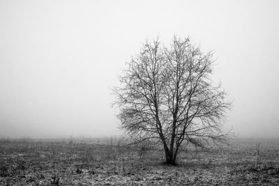 Bare tree on field against clear sky