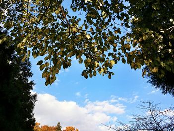 Low angle view of trees against sky