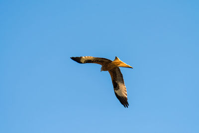 Low angle view of bird flying in sky