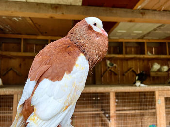 One dove with a brown head in a cage