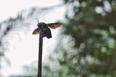 Low angle view of butterfly on leaf