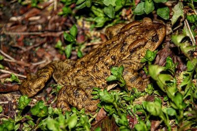 Close-up of lizard on plant