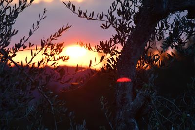 Close-up of silhouette trees against sky during sunset