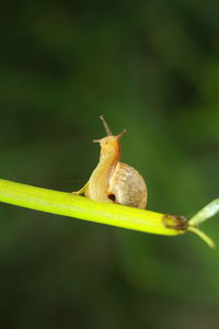 Close-up of snail on leaf