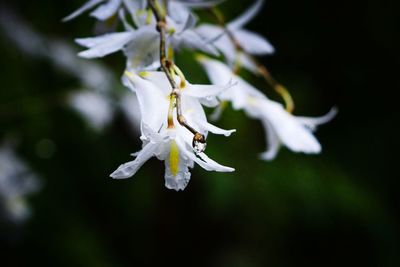 Close-up of white flowering plant