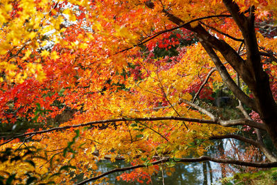 Low angle view of maple leaves on tree