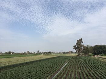 Scenic view of agricultural field against sky