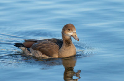 Duck swimming in lake