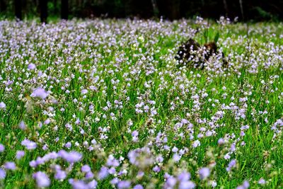 Close-up of purple flowering plants on field