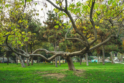 Trees in park