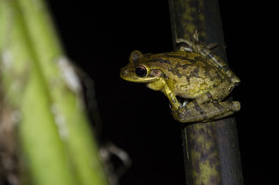 Close-up of lizard on black background