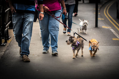 Low section of people with dog walking on road