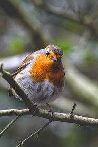 Close-up of bird perching on branch