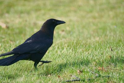 Close-up of bird perching on field