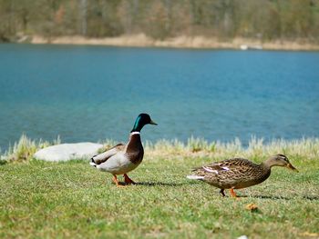 Ducks on a lake