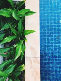 High angle view of plant leaves on swimming pool