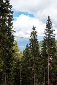 Pine trees in forest against sky