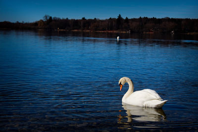 Swan swimming in lake