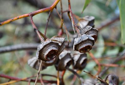 Close-up of dead plant on branch