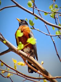 Low angle view of bird perching on branch against sky